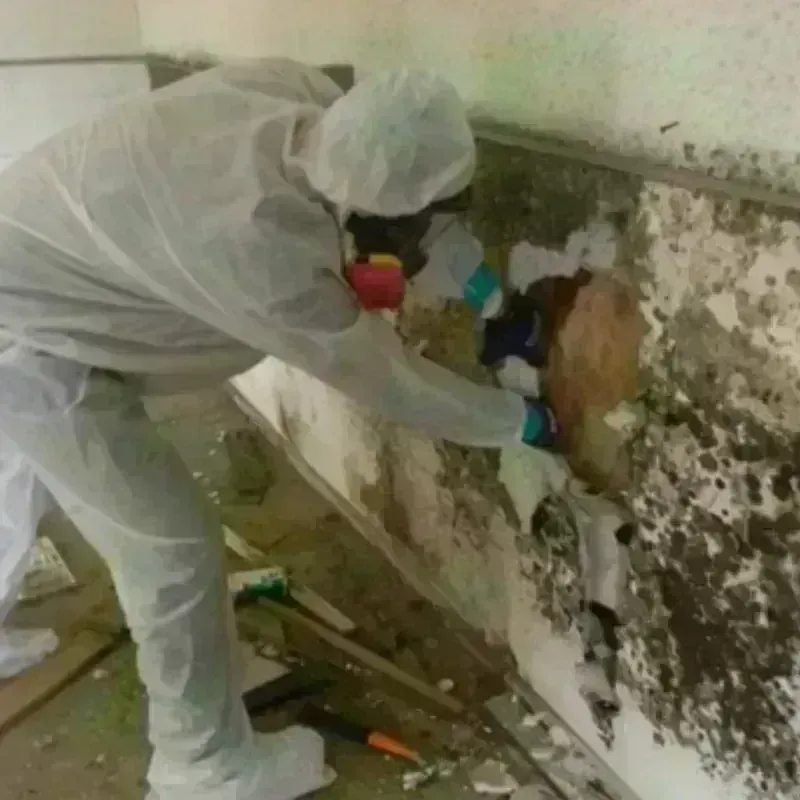 Mold Remediation and Removal in Liberty County, TX